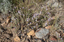 Image of western meadow aster