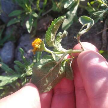 Imagem de Heliopsis annua Hemsl.