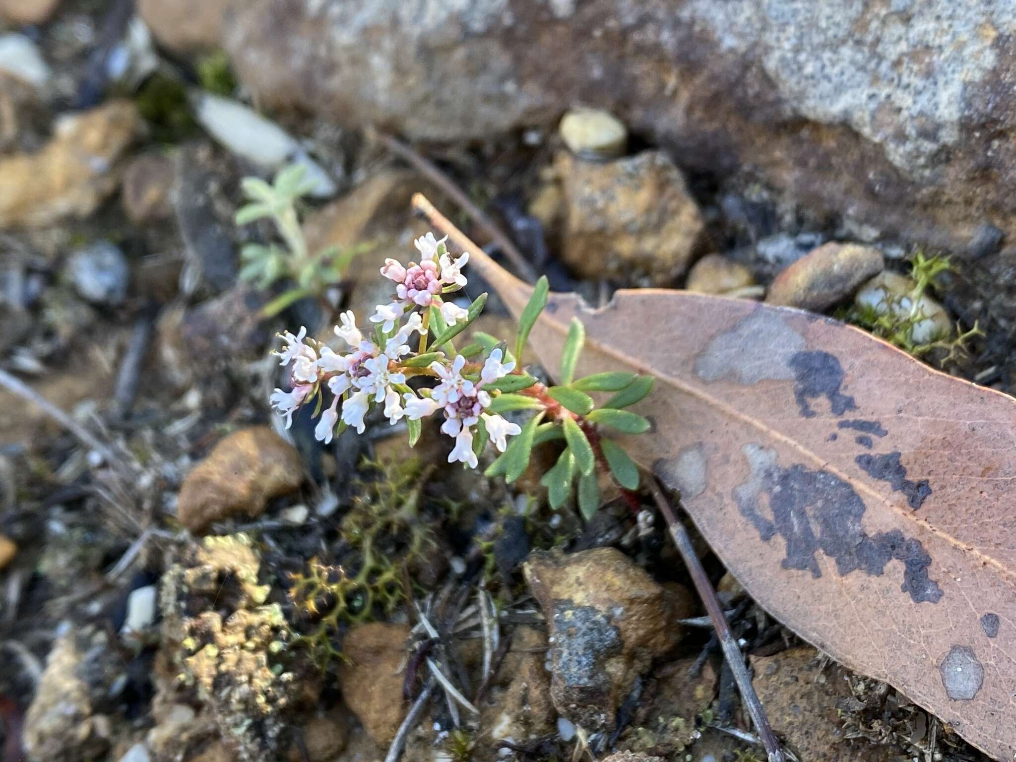 Imagem de Poranthera ericifolia Rudge