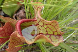 Image of Rosy Pitcherplant