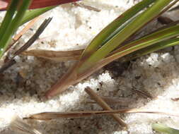 Image of Gray's Flat Sedge