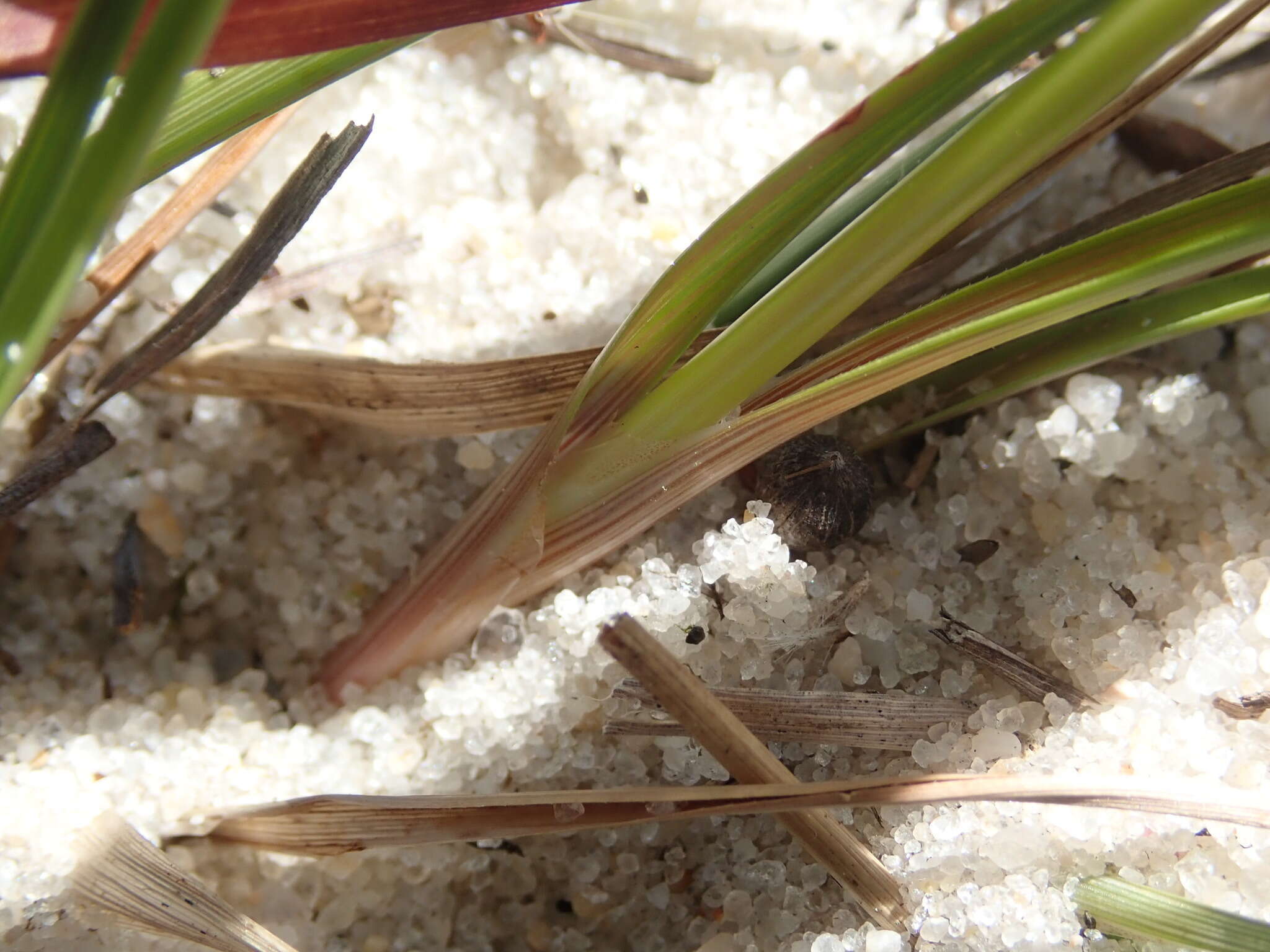 Image de Cyperus grayi Torr.