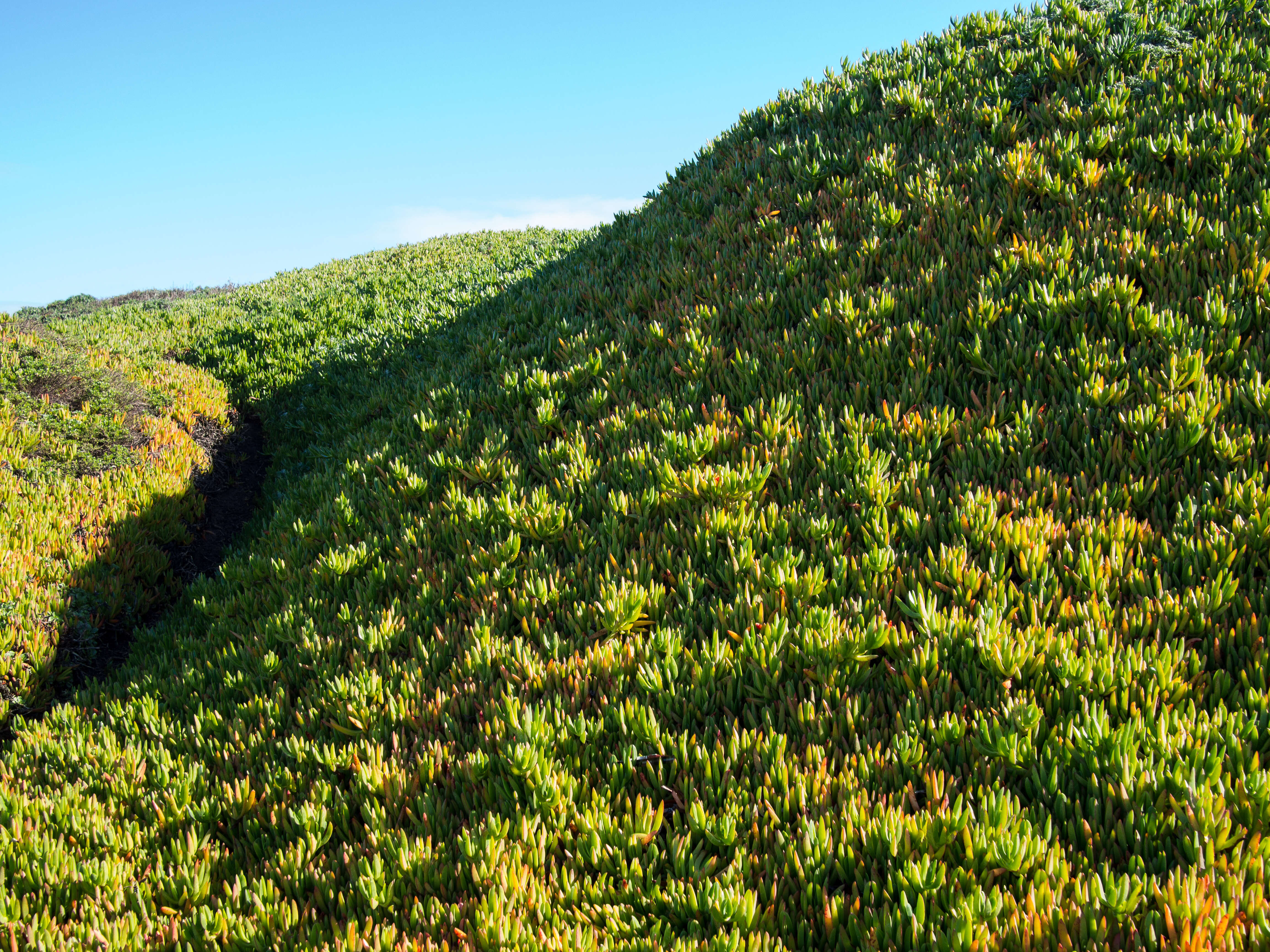 Imagem de Carpobrotus edulis (L.) N. E. Br.