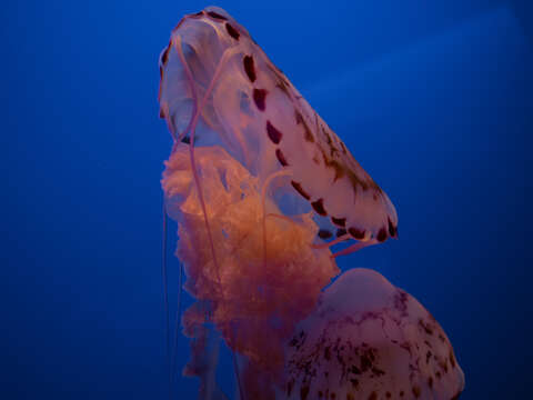 Image of purple-striped jellyfish