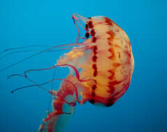 Image of purple-striped jellyfish