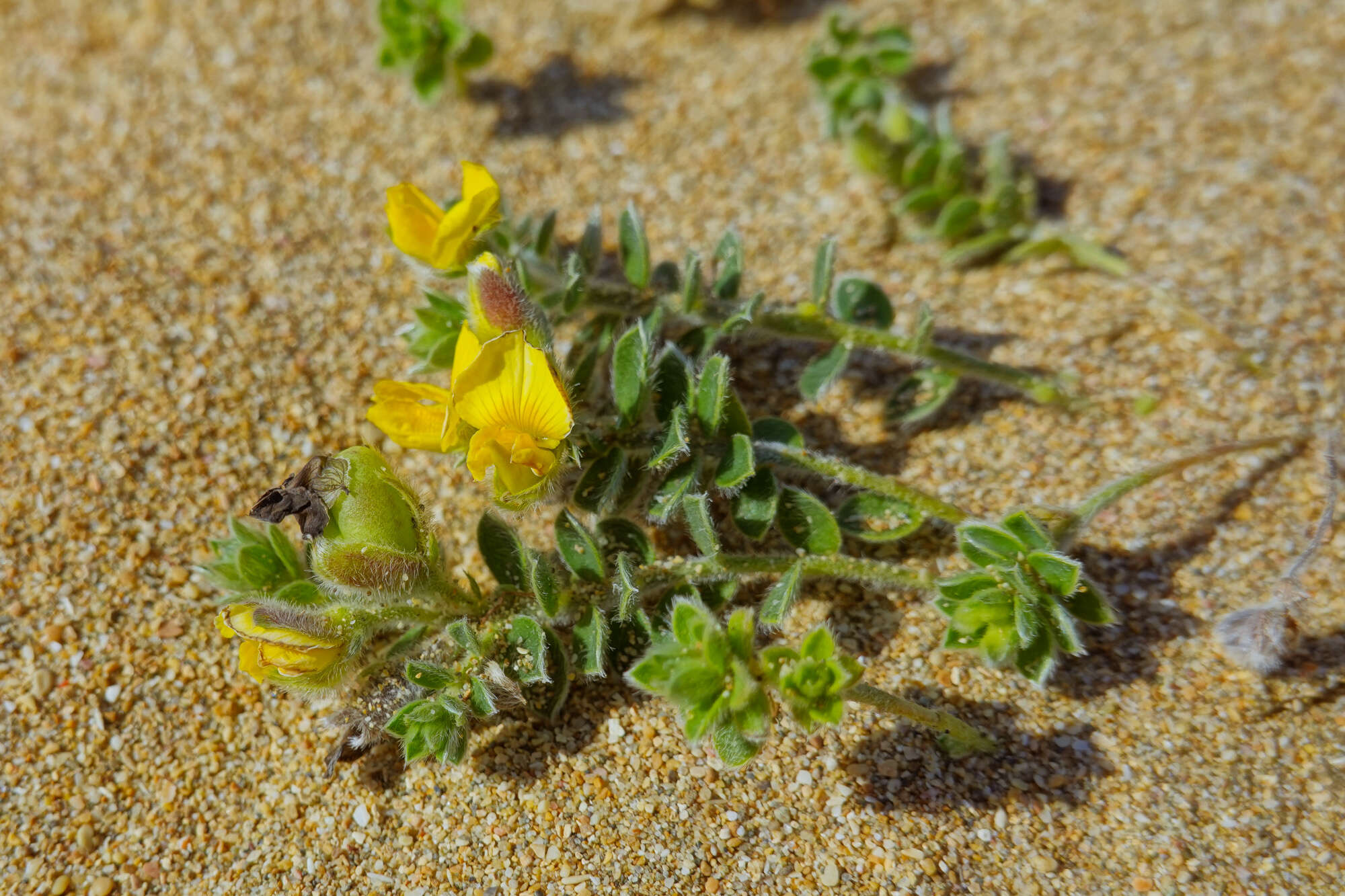 Image of Crotalaria similis Hemsl.