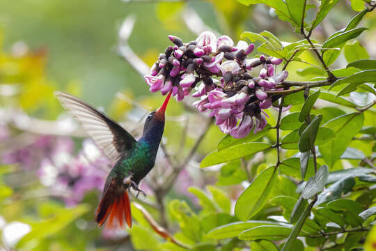 Image of Rufous-throated Sapphire