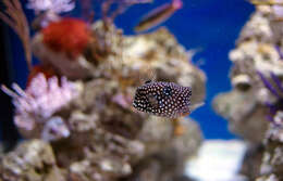 Image of Spotted boxfish