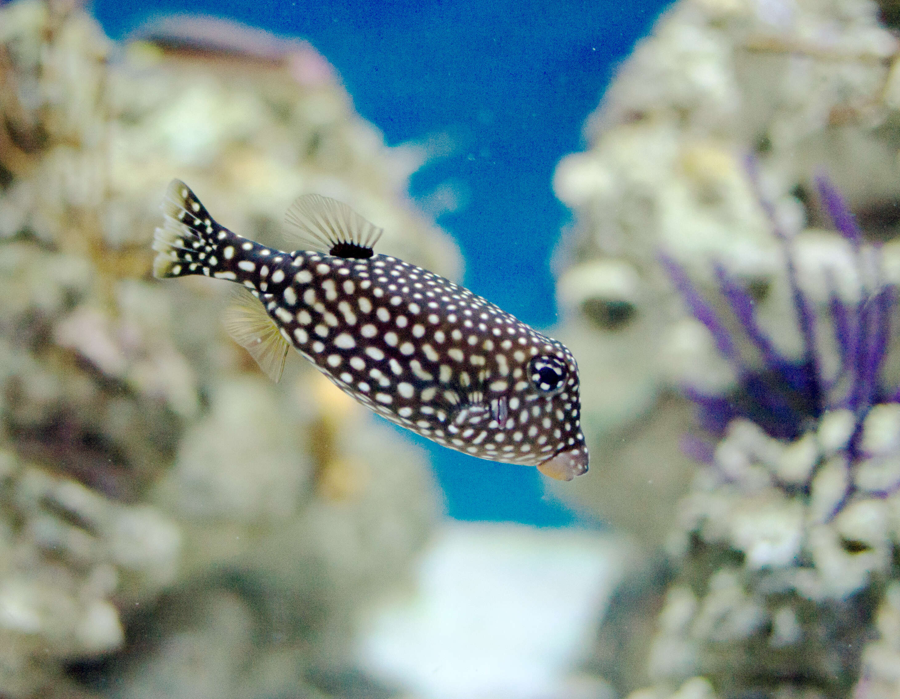 Image of Spotted boxfish