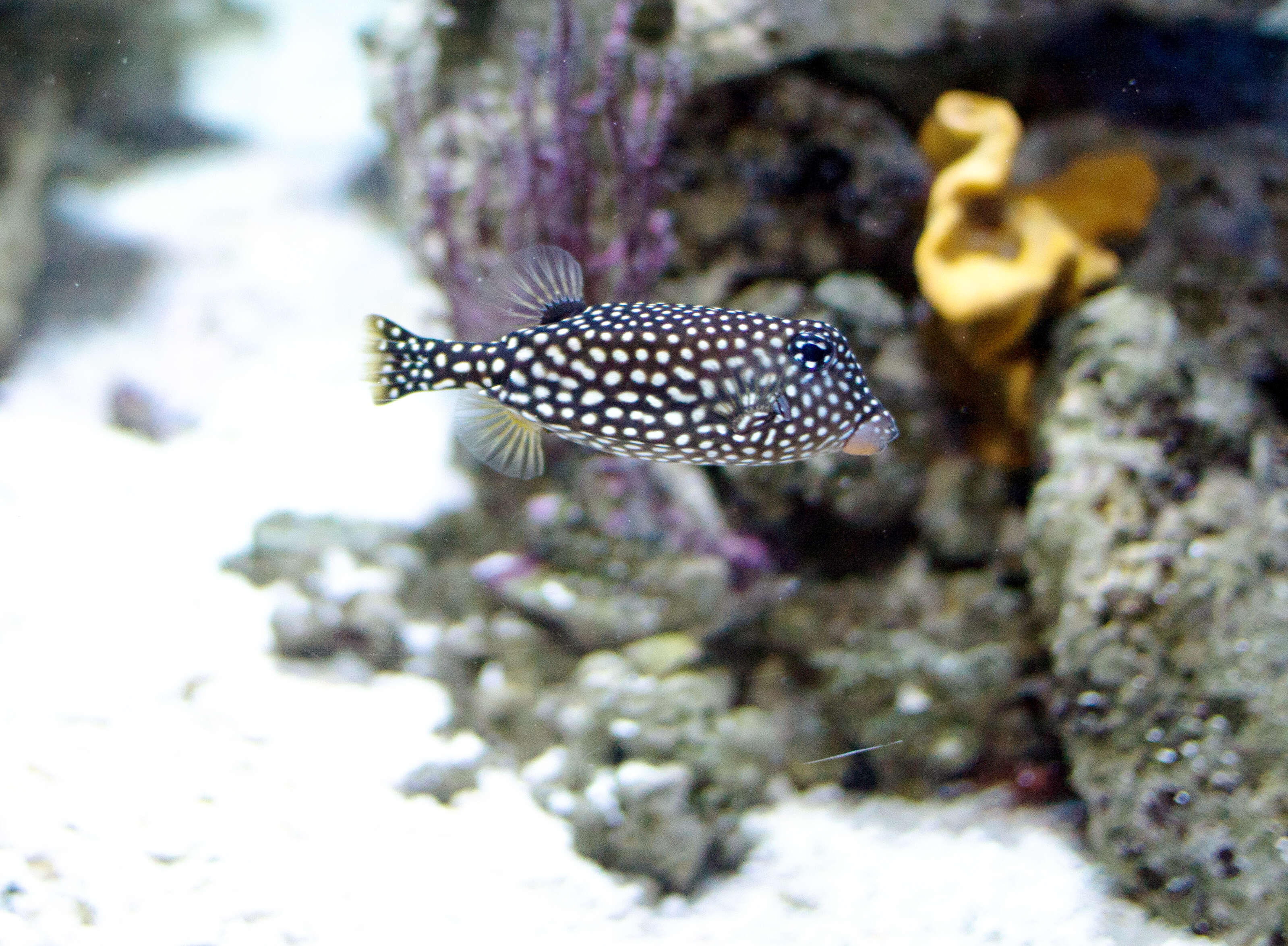 Image of Spotted boxfish