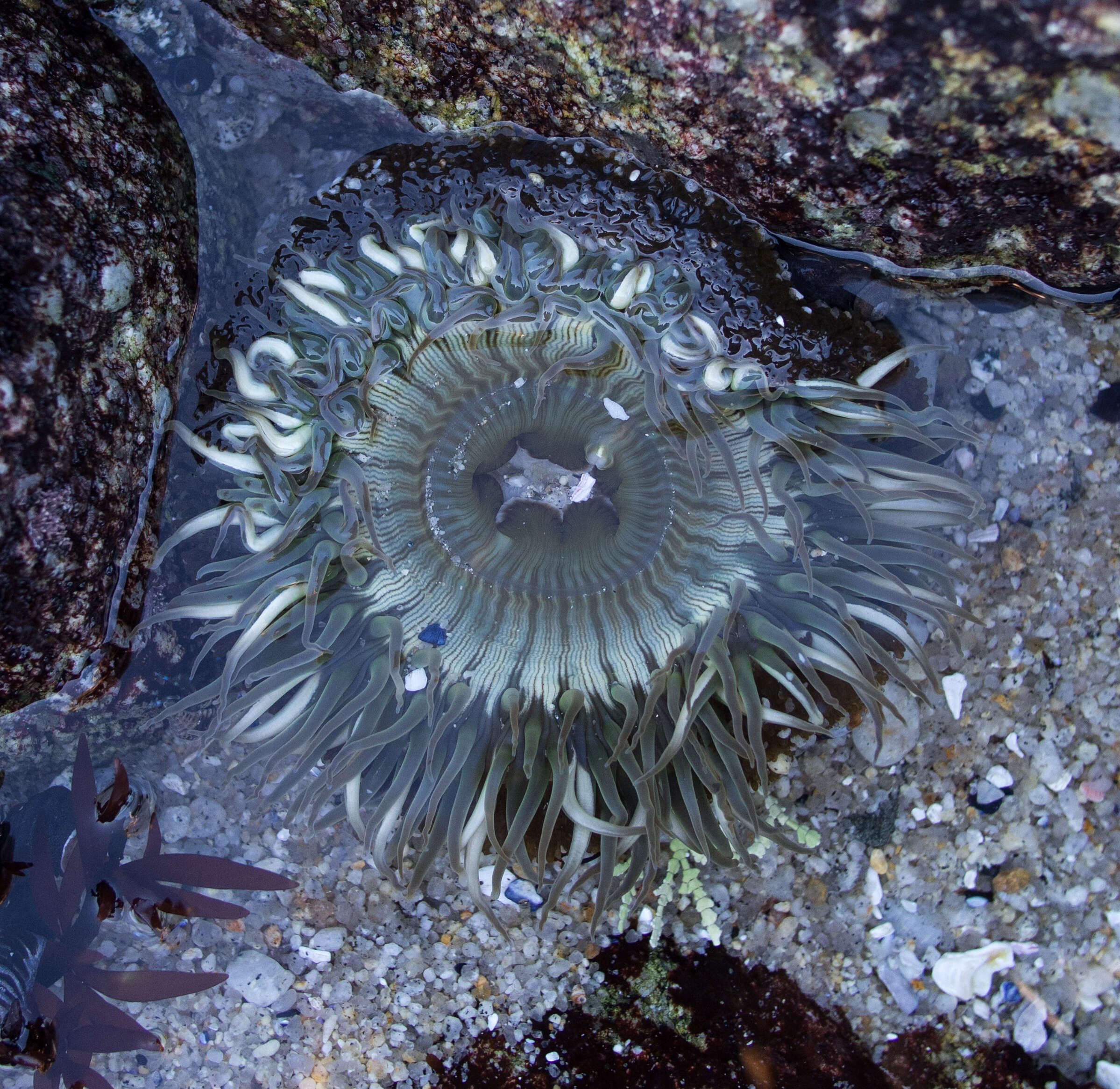 Image of Starburst anemone