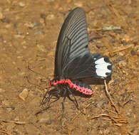 Image of Atrophaneura zaleucus (Hewitson 1865)