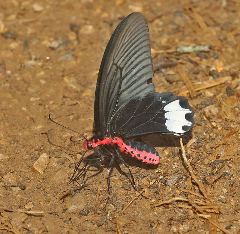 Image of Atrophaneura zaleucus (Hewitson 1865)