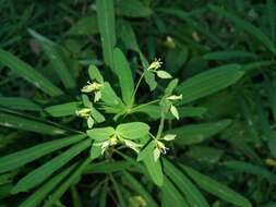 Image of Euphorbia kraussiana Bernh. ex C. Krauss