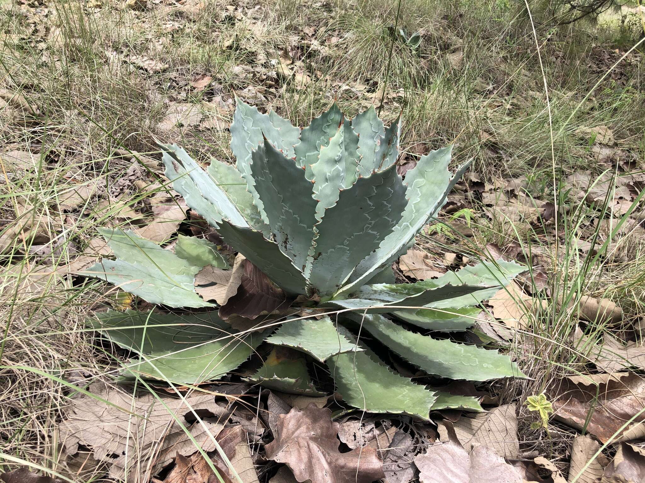 Plancia ëd Agave guadalajarana Trel.