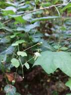 Image of slender passionflower