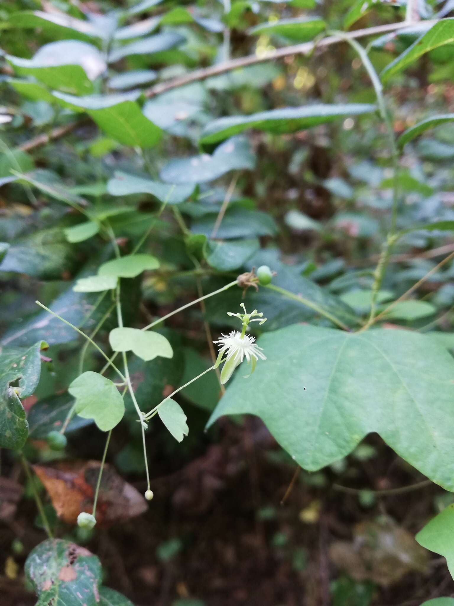 Passiflora filipes Benth.的圖片