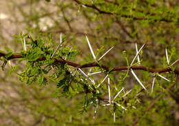 Vachellia vernicosa (Britton & Rose) Seigler & Ebinger resmi