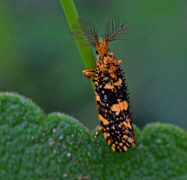 Image of Euplocamus ophisa (Cramer 1779)