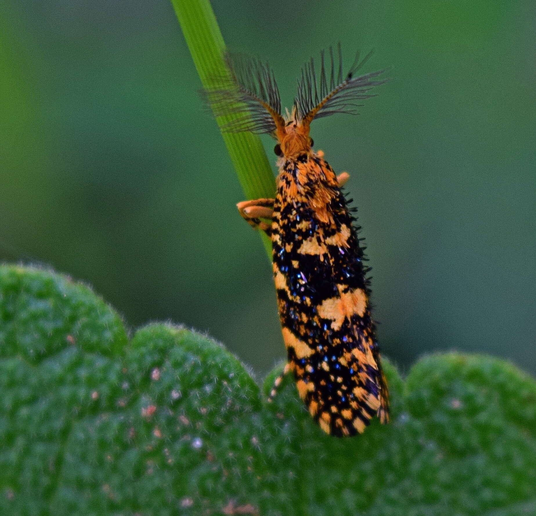 Image of Euplocamus ophisa (Cramer 1779)