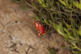 Image of Eremophila decipiens subsp. decipiens