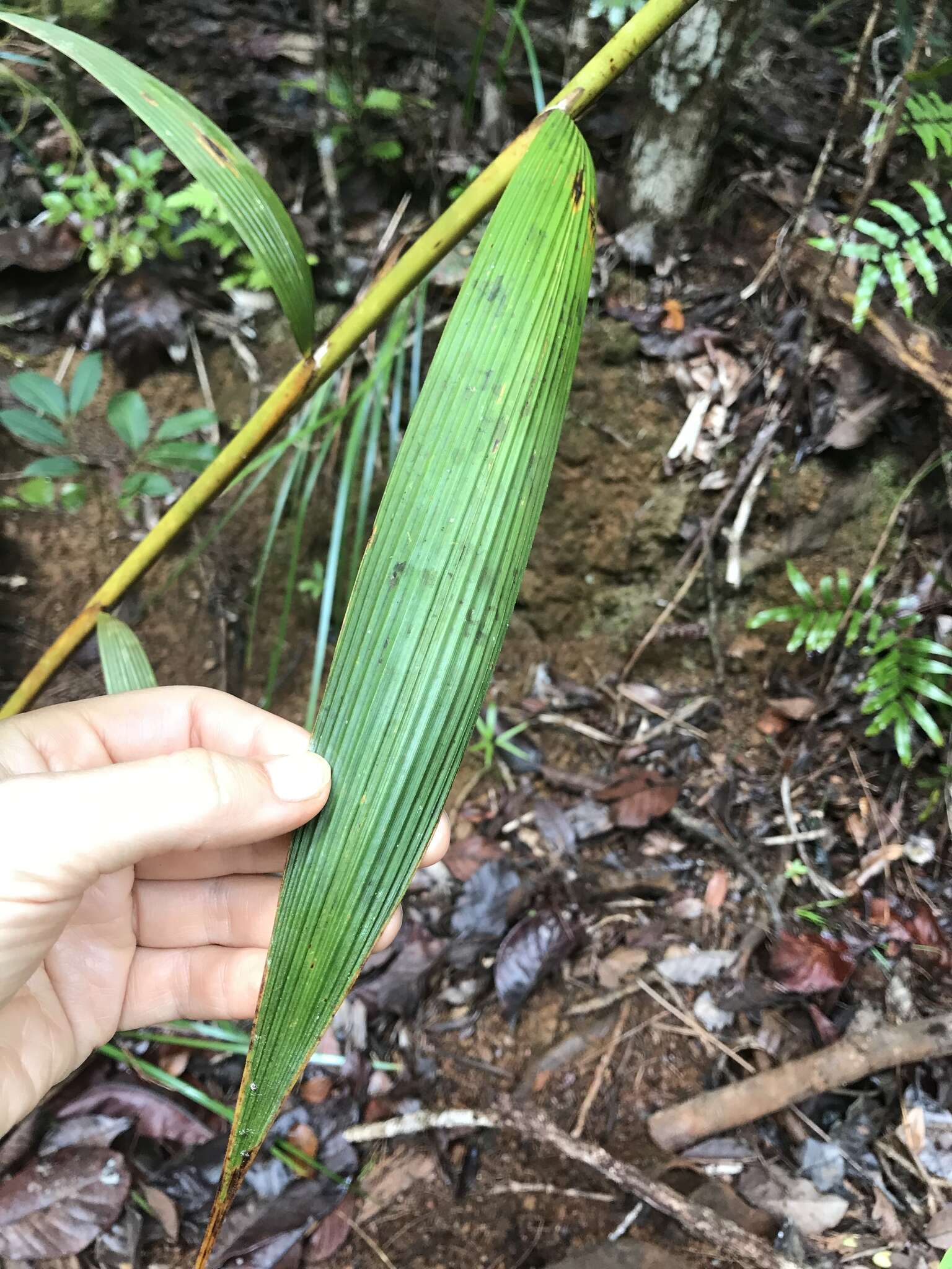 Image of Joinvillea plicata (Hook. fil.) Newell & B. C. Stone