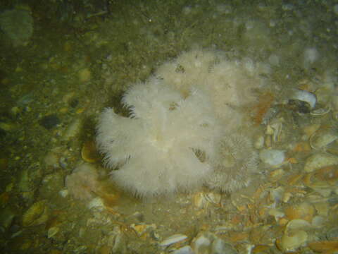 Image of brown sea anemone