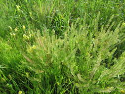 Lepidium apetalum Willd. resmi