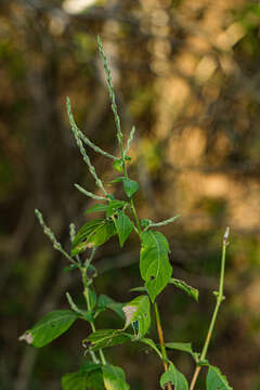 Image of Isoglossa floribunda C. B. Cl.