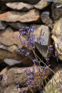 Image of Lavandula multifida L.