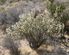 Image de Cylindropuntia acanthocarpa (Engelm. & J. M. Bigelow) F. M. Knuth