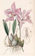 Image of Laelia furfuracea Lindl.