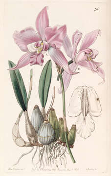 Image of Laelia furfuracea Lindl.