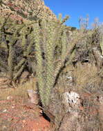 Imagem de Cylindropuntia acanthocarpa (Engelm. & J. M. Bigelow) F. M. Knuth