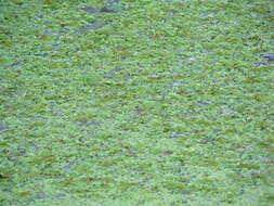 Image of floating watermoss