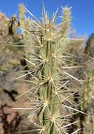 Imagem de Cylindropuntia acanthocarpa (Engelm. & J. M. Bigelow) F. M. Knuth