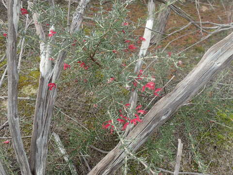 Image of Grevillea lavandulacea Schltdl.