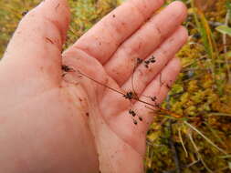 Image of Wahlenberg's Wood-Rush