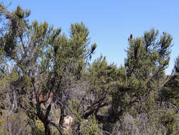 Image of Cliffortia dichotoma Fellingham