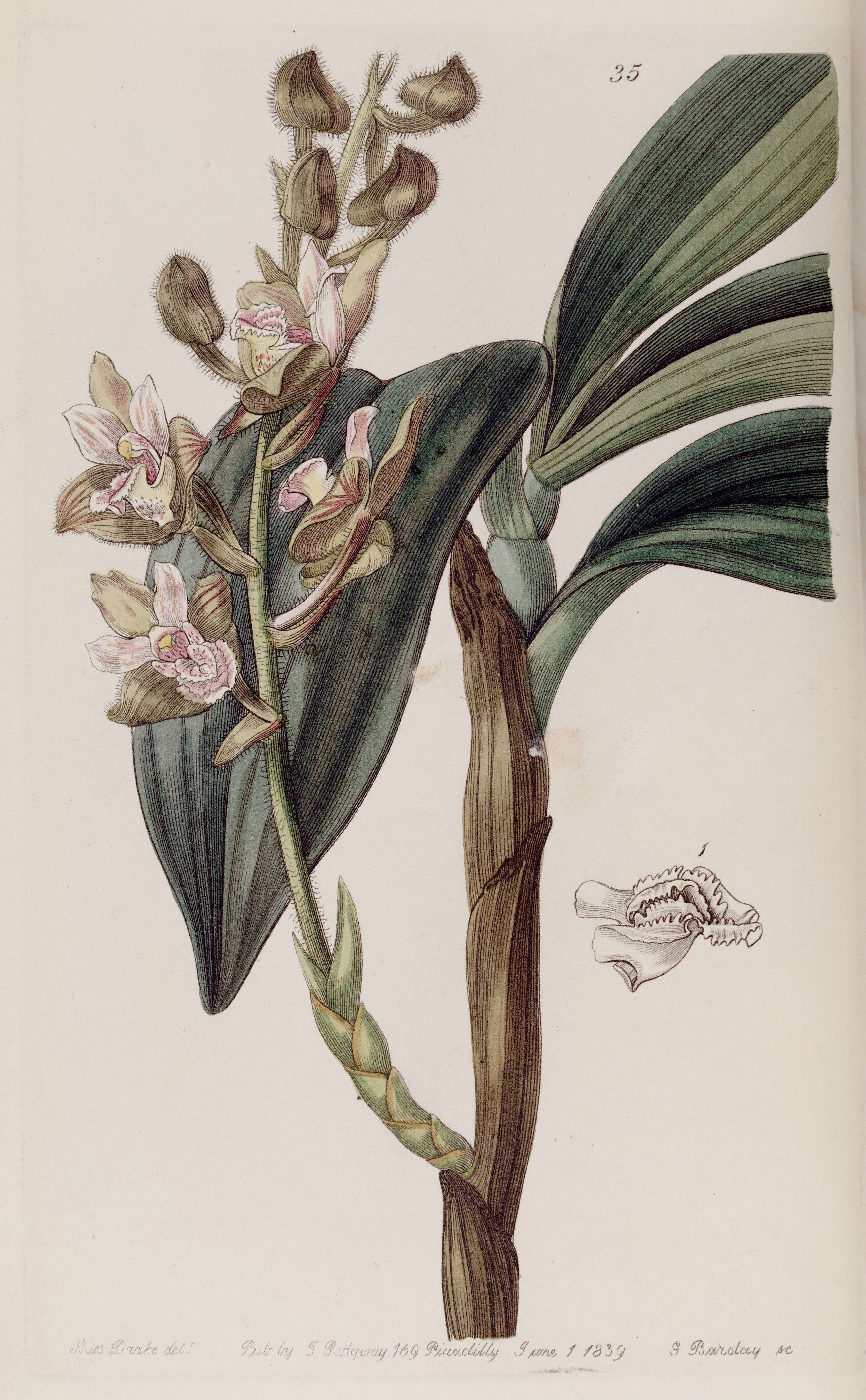 Eria robusta (Blume) Lindl.的圖片