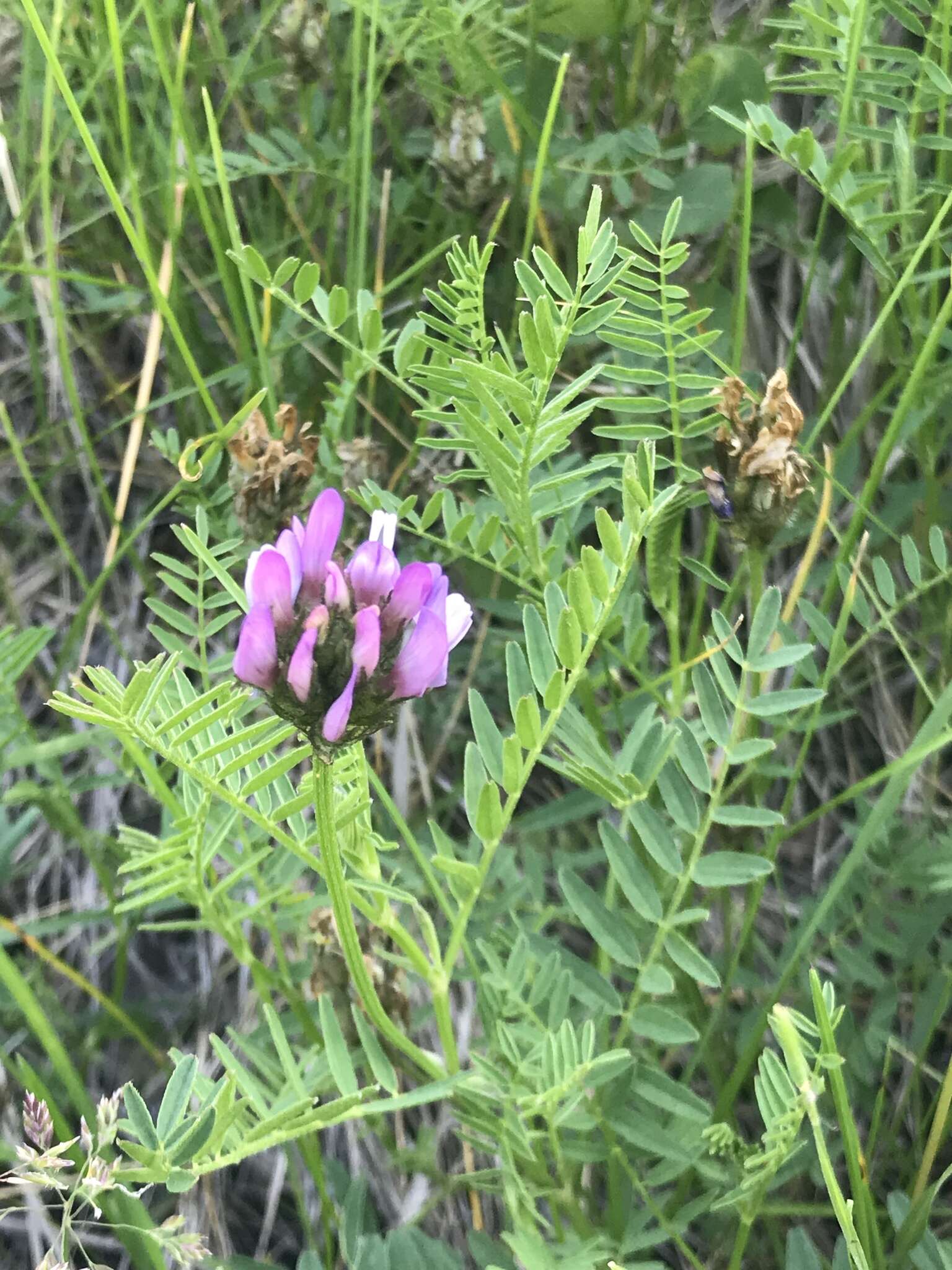 Слика од Astragalus agrestis Douglas ex Hook.