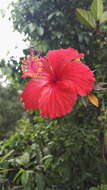 Image of halberdleaf rosemallow