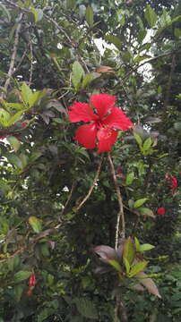 Image of halberdleaf rosemallow