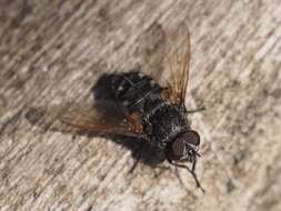 Image of Narrow-cheeked cluster fly