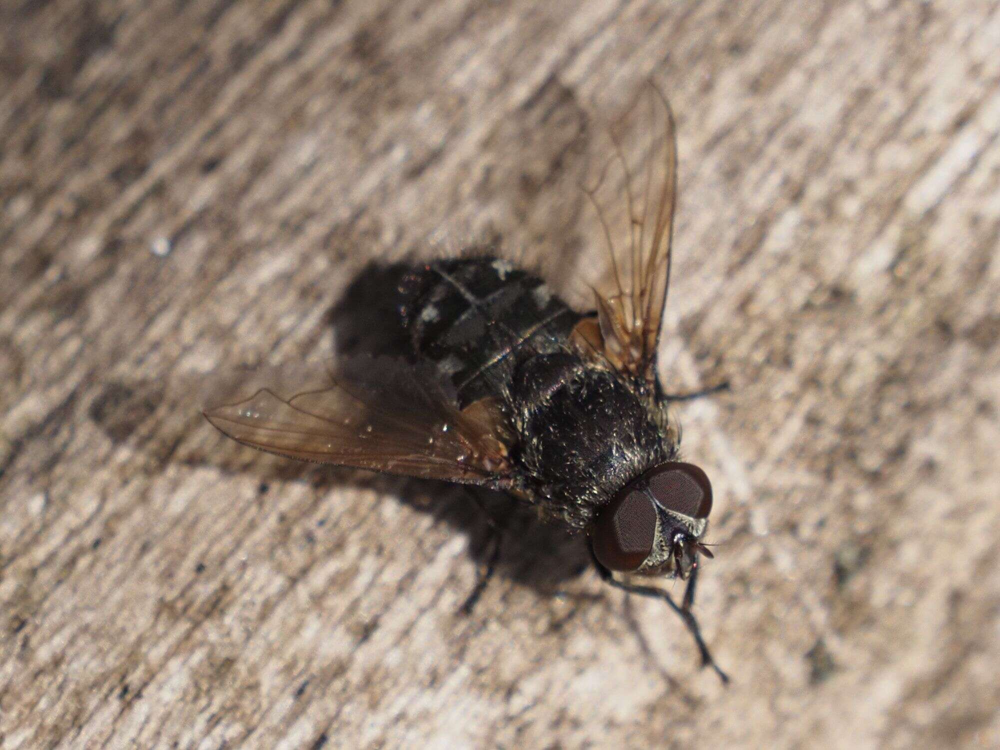 Image of Narrow-cheeked cluster fly