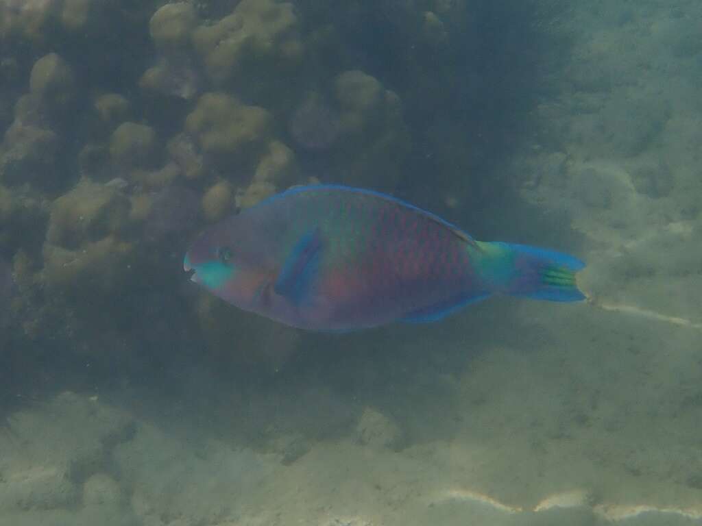 Image of Green-blotched parrotfish