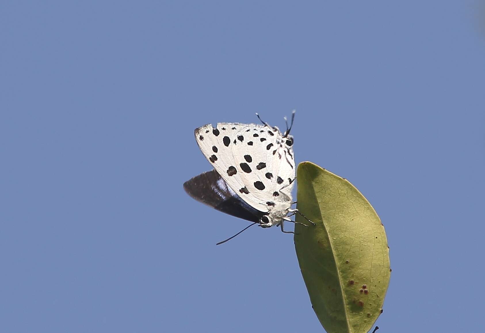 Image of <i>Tajuria maculatus</i>