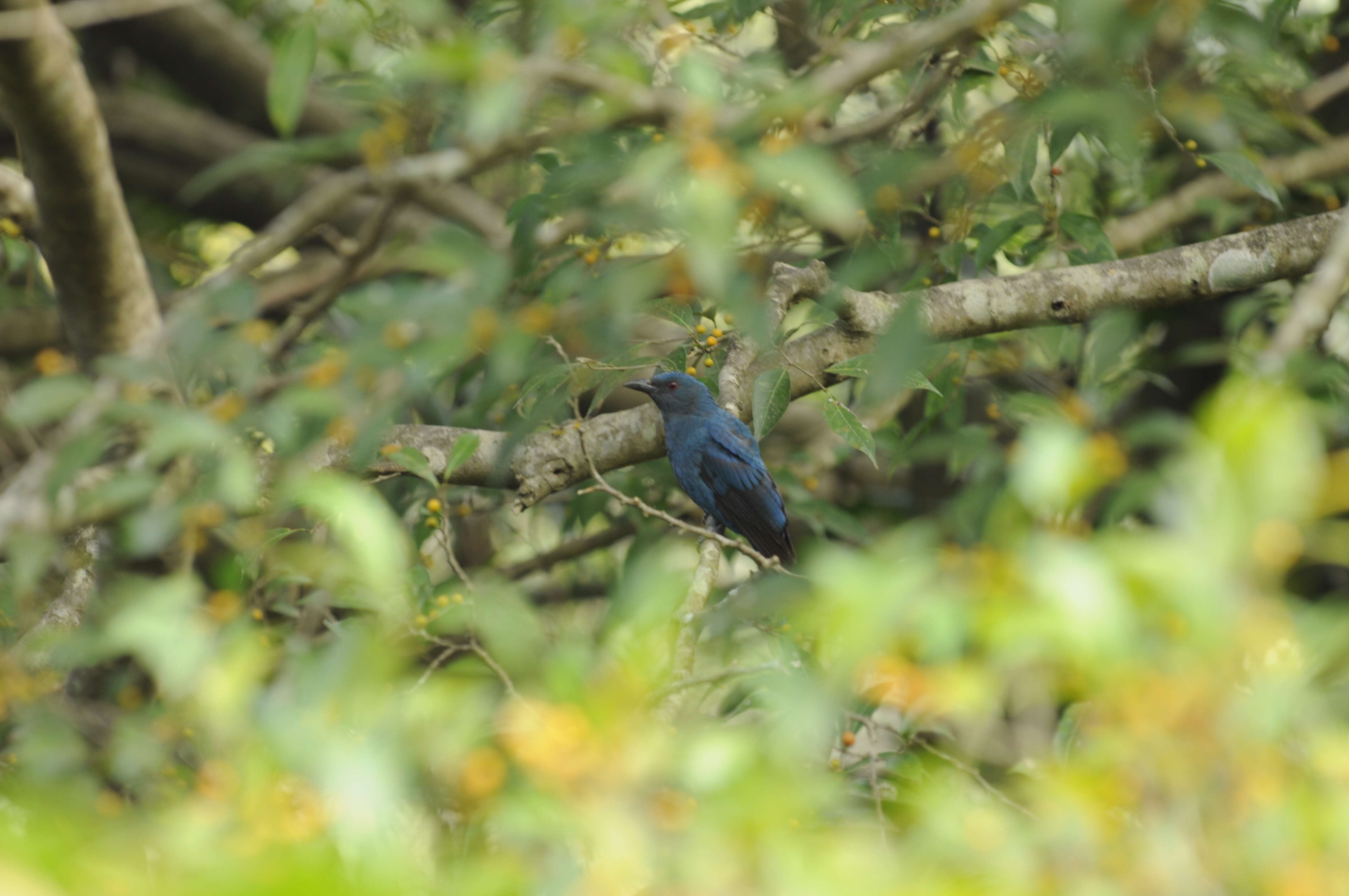 Image of fairy-bluebirds