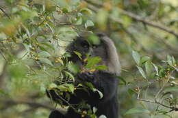 Image of Lion-tailed Macaque