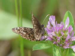 Image of Mottled Duskywing